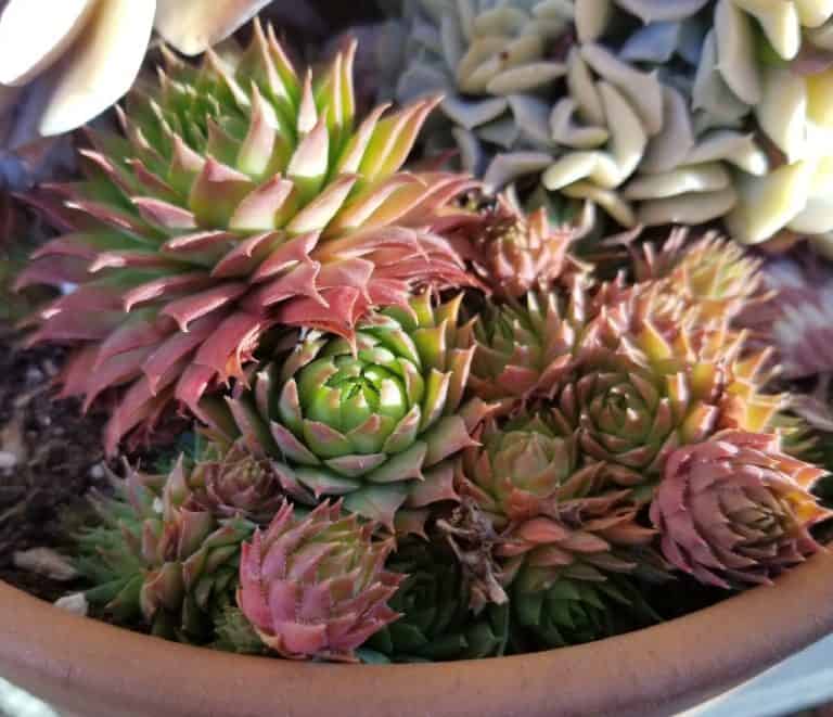 Growing Succulents Hydroponically The Green Experiment Company
