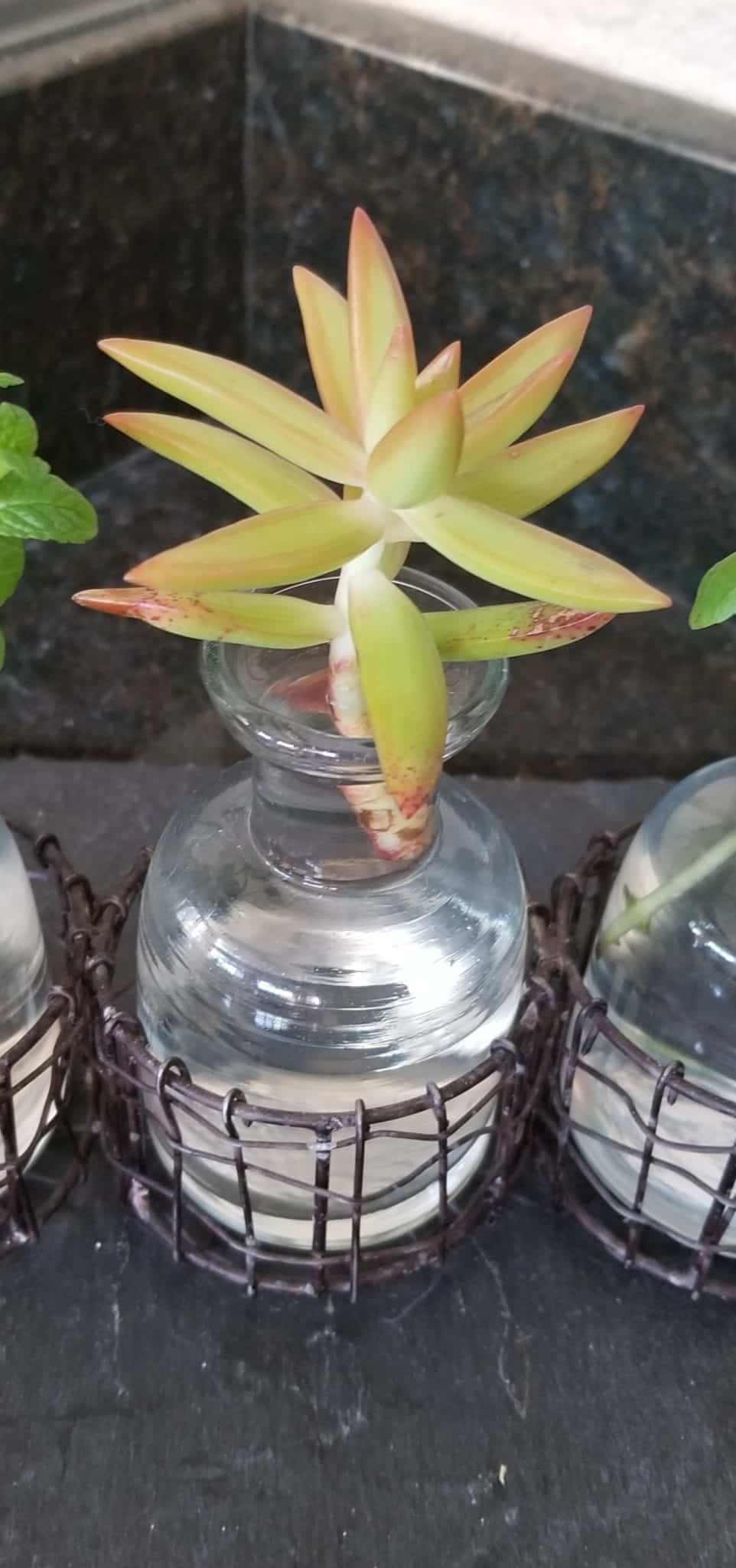 Growing Succulents Hydroponically The Green Experiment Company