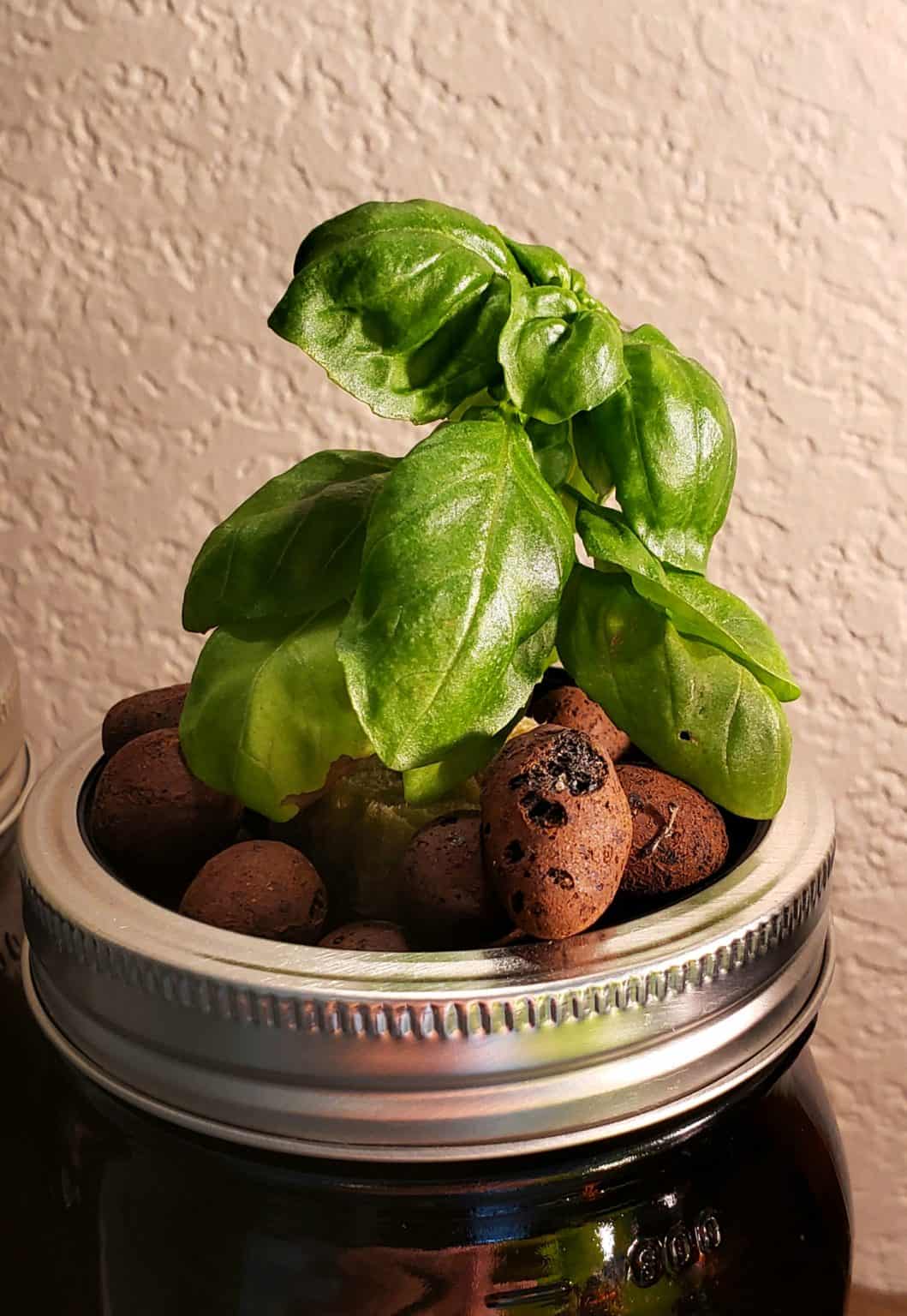 How To Grow Basil Hydroponically The Green Experiment Company