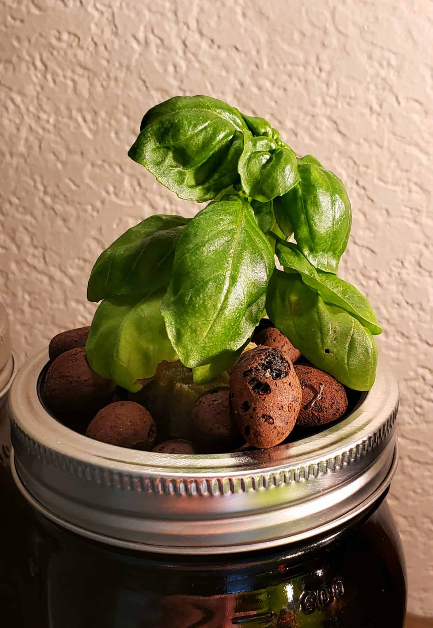 How To Grow Basil Hydroponically The Green Experiment Company
