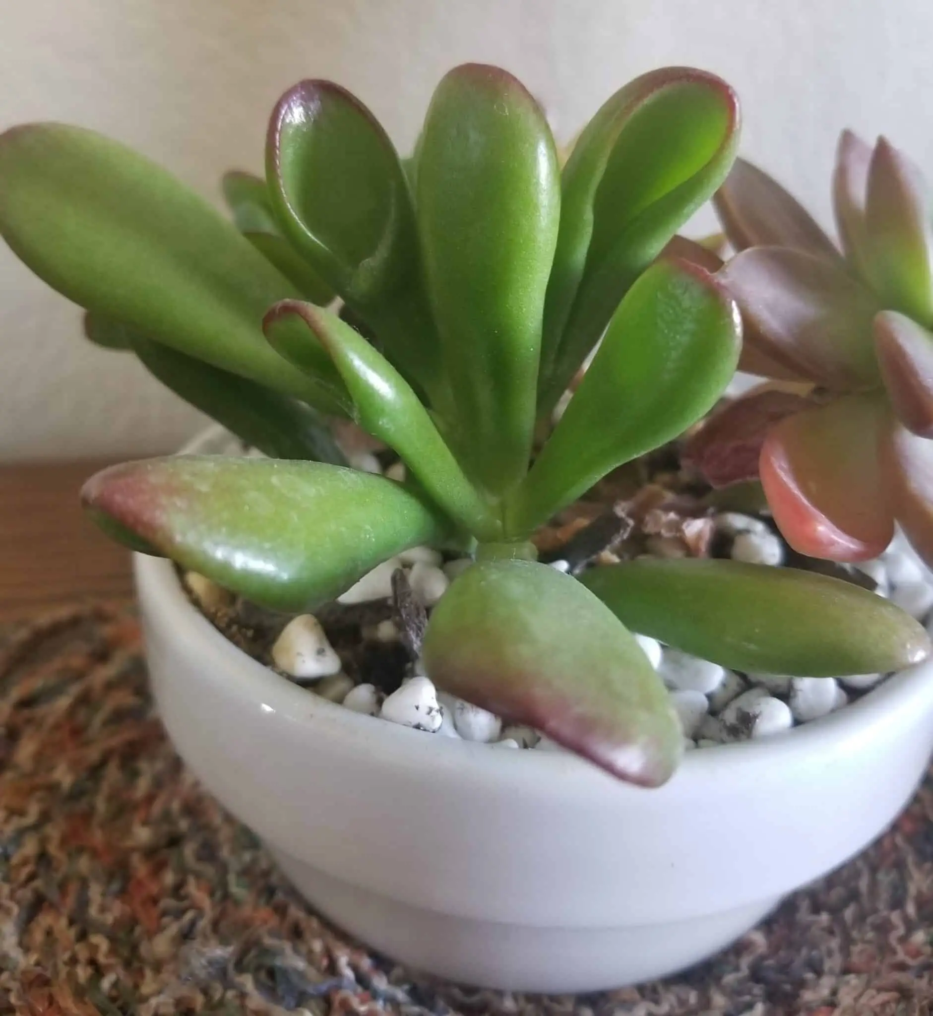 Growing Succulents Indoors The Green Experiment Company
