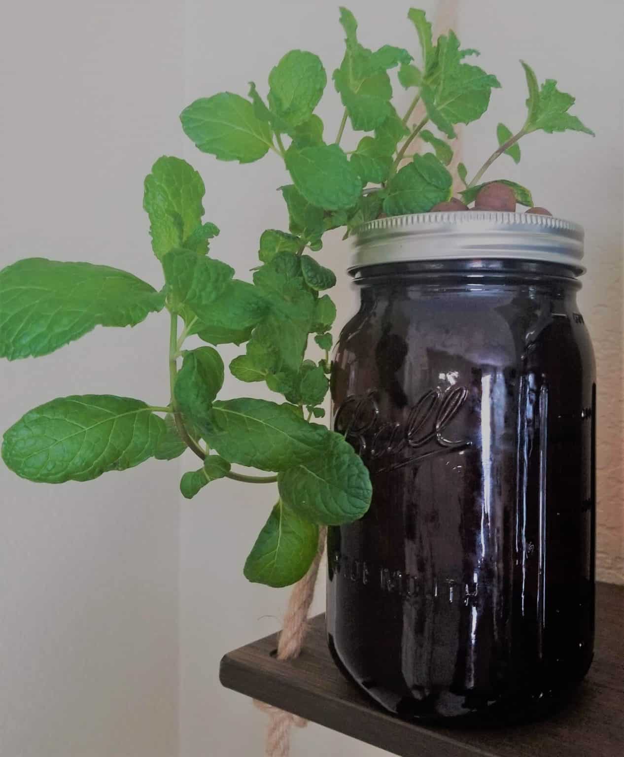 How To Grow Mint Hydroponically The Green Experiment Company
