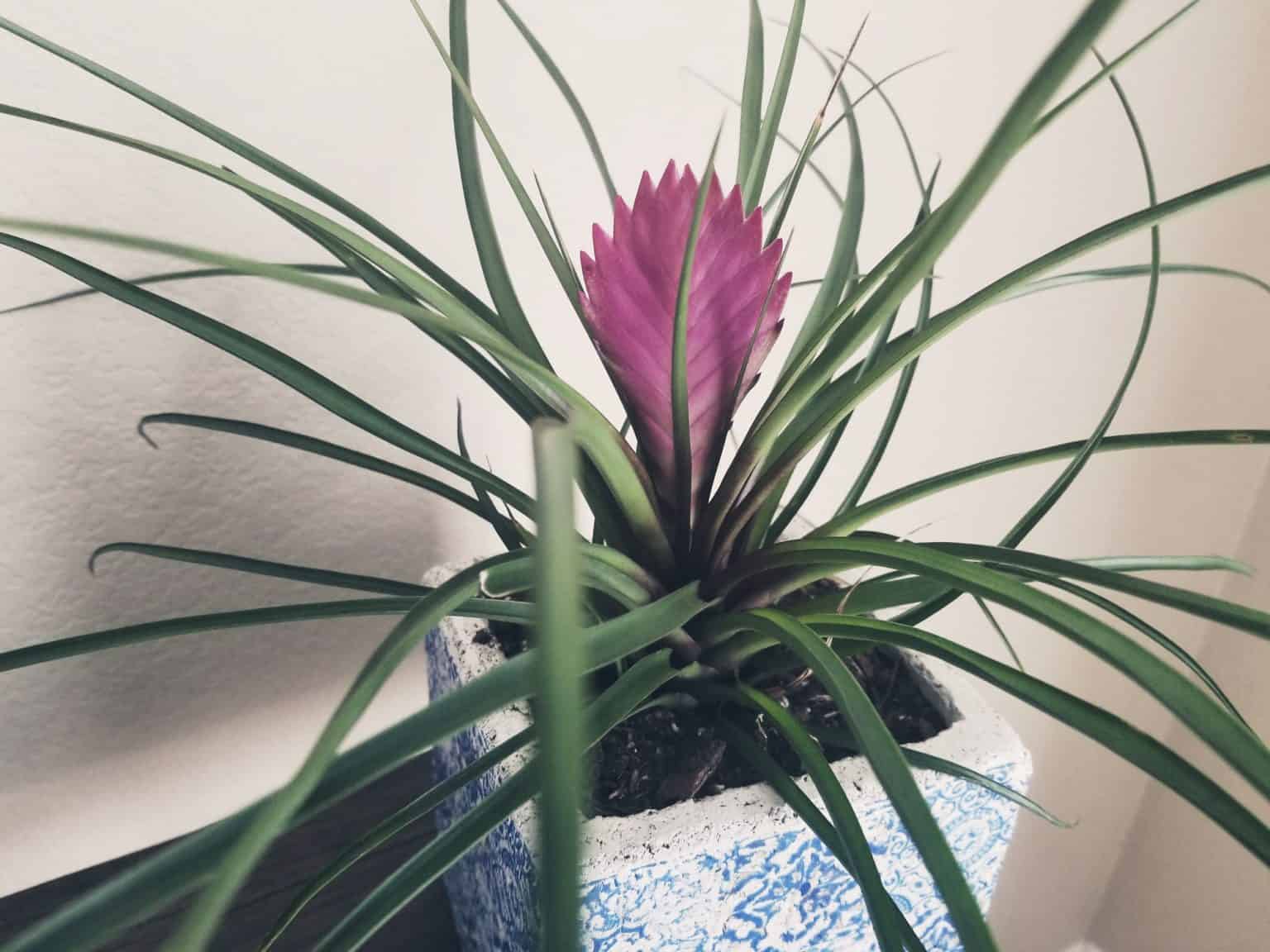 How To Care For A Pink Quill Plant The Green Experiment Company