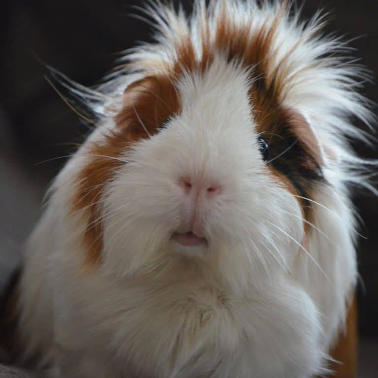 Growing Microgreens For Guinea Pigs The Green Experiment Company