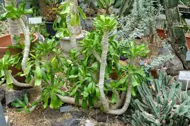Image result for euphorbias succulent 