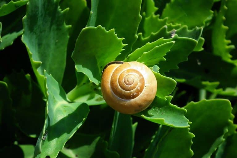 14 Pests Found on Succulents and Cacti The Green Experiment Company