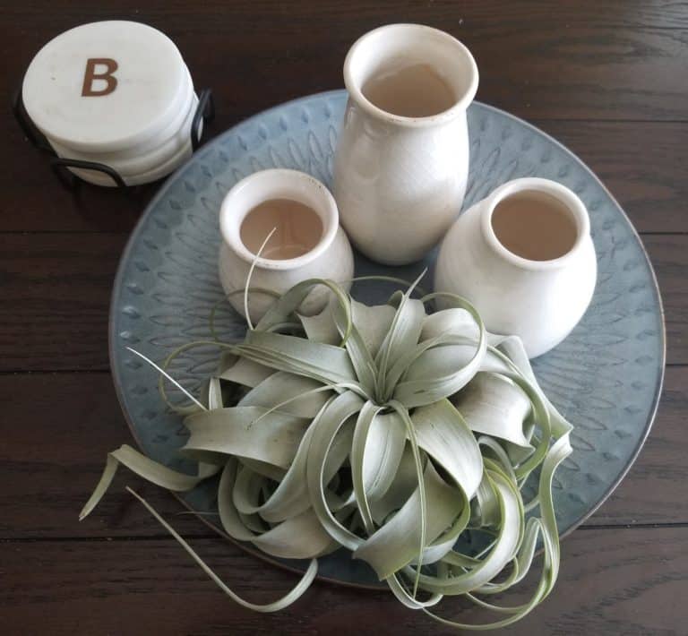 How To Care For Tillandsia xerographica The Green Experiment Company