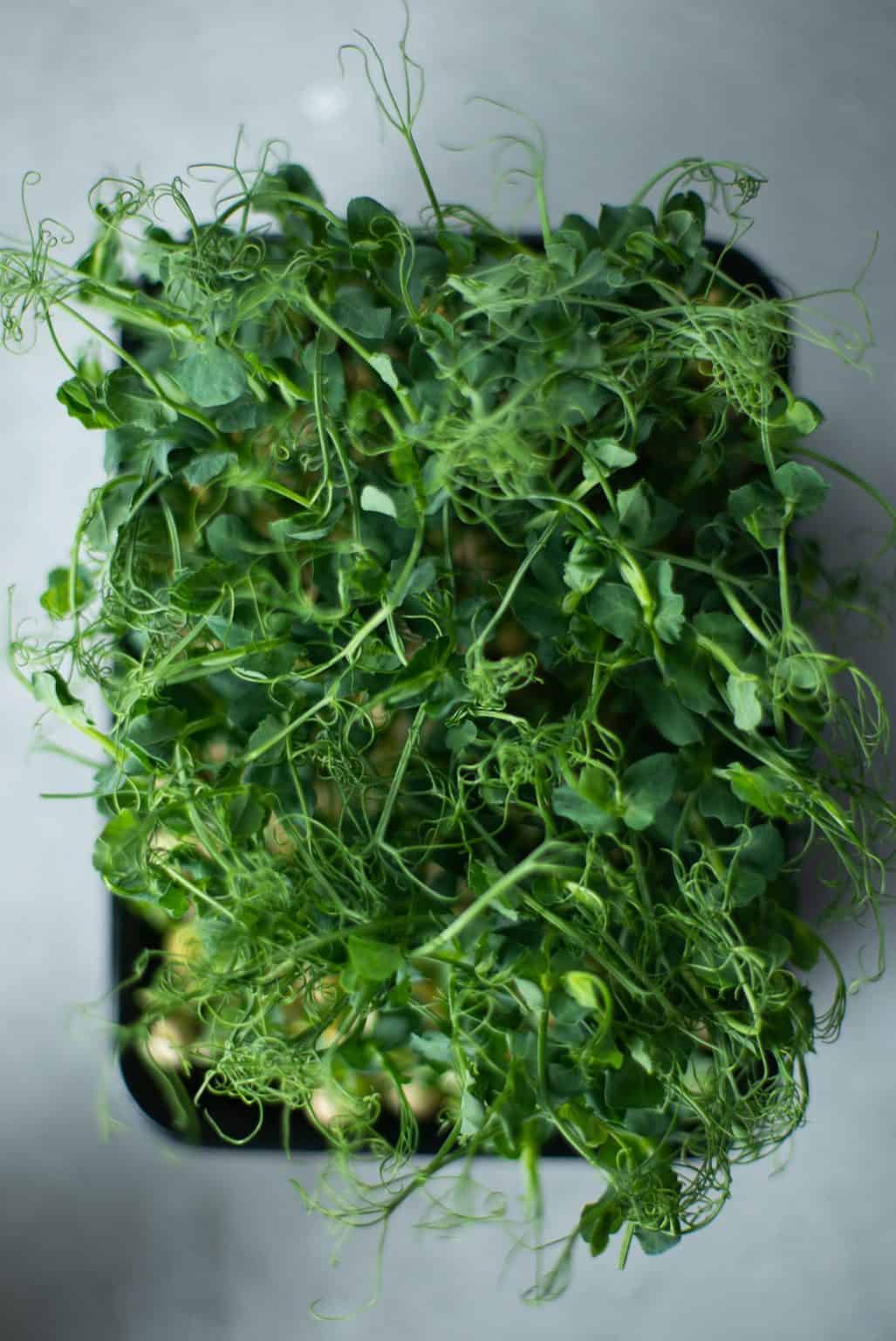 5 Of The Best Microgreens For Beginners The Green Experiment Company