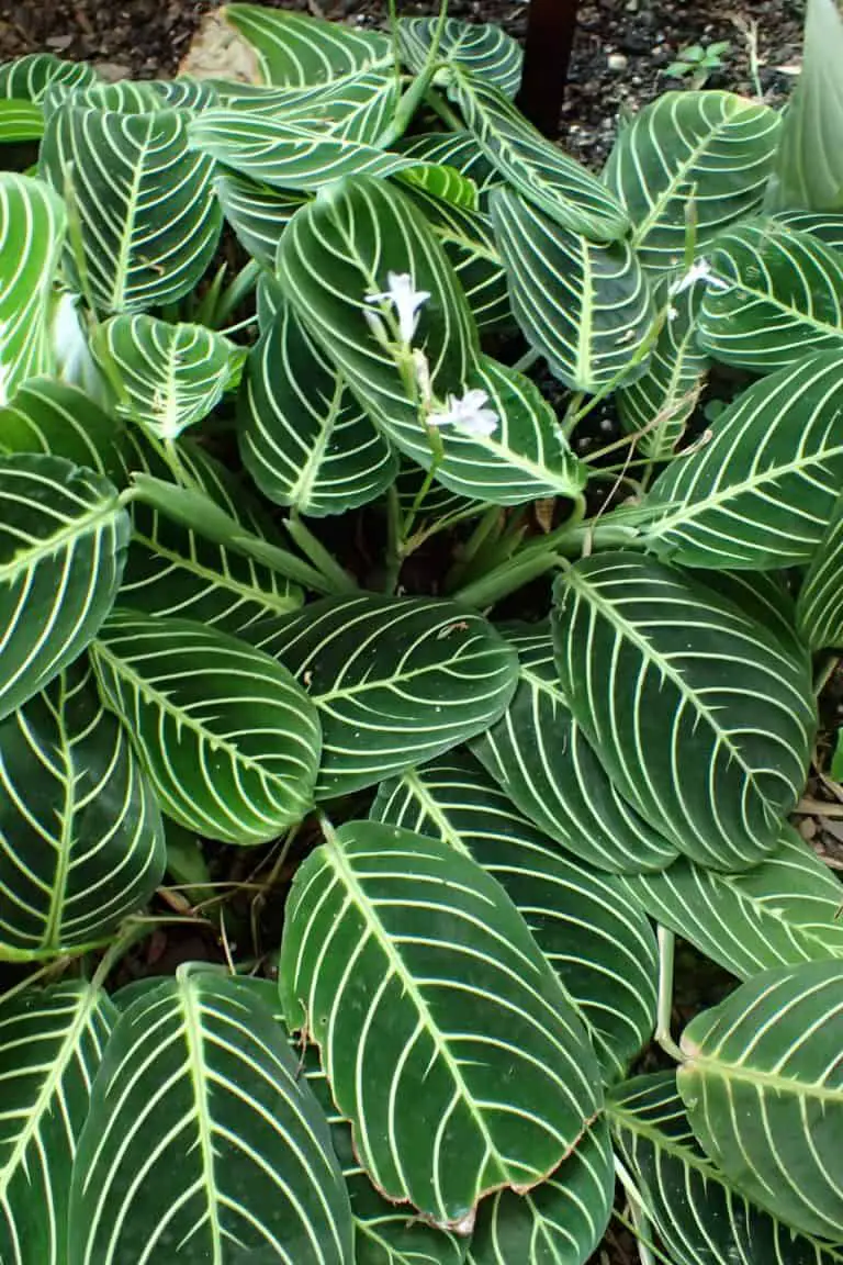 Prayer Plant Care Guide The Green Experiment Company