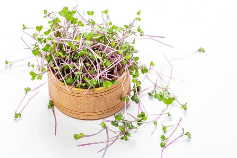 5 Of The Best Microgreens For Beginners The Green Experiment Company
