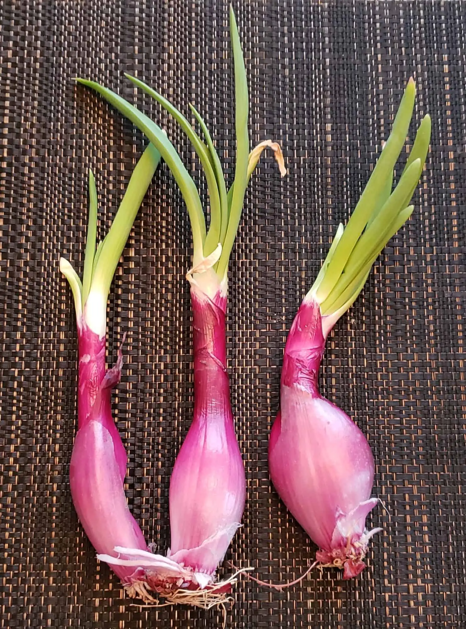 What To Do With Sprouted Onions