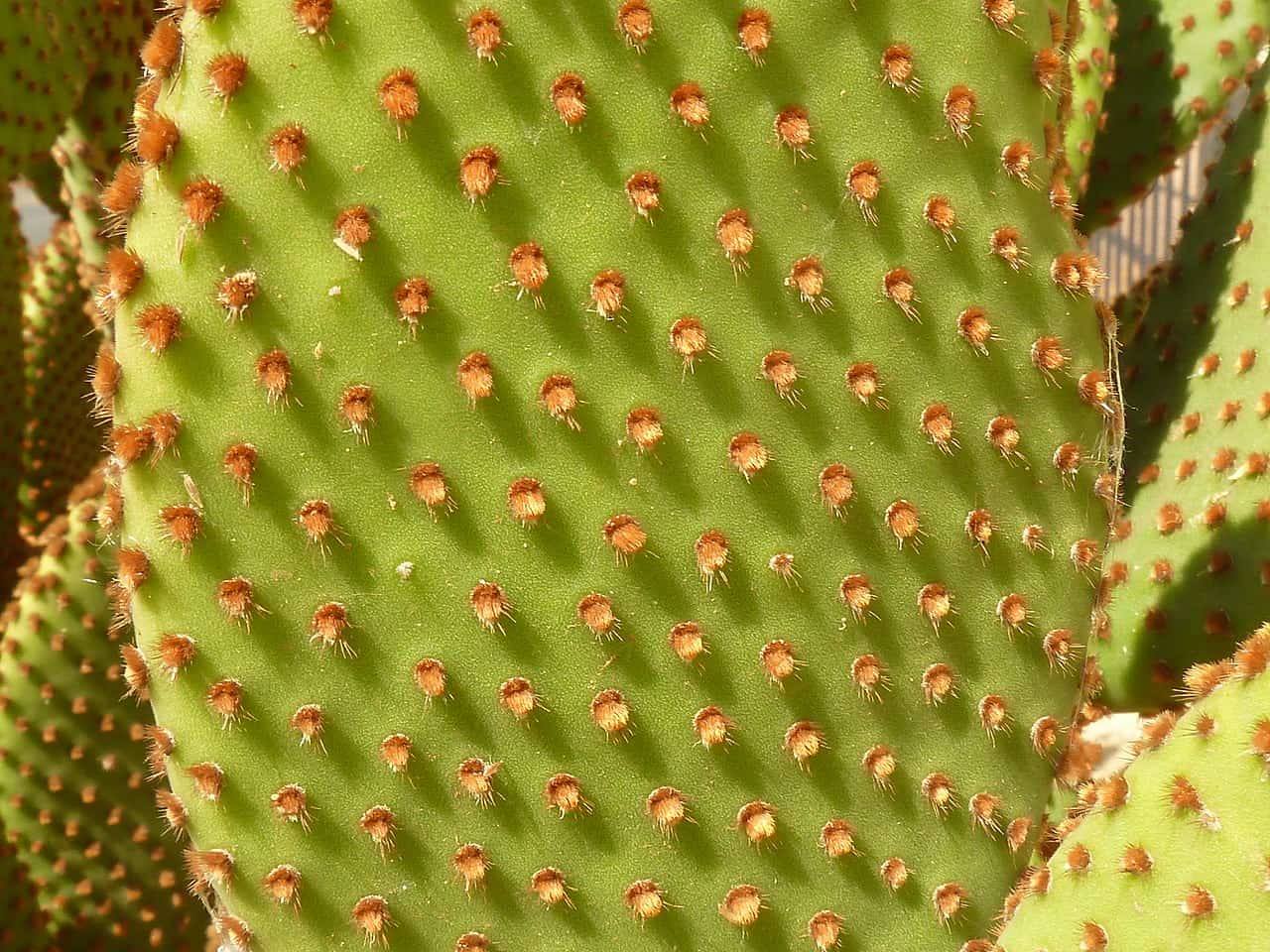 How To Care For Bunny Ear Cactus â€