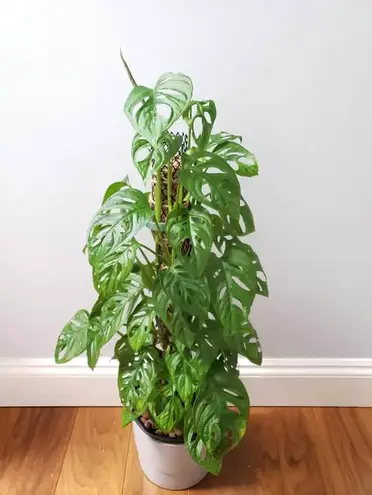 How To Care For Monstera Adansonii The Green Experiment Company