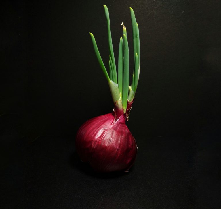 Collection 94+ Pictures can you still use an onion that has sprouted Updated