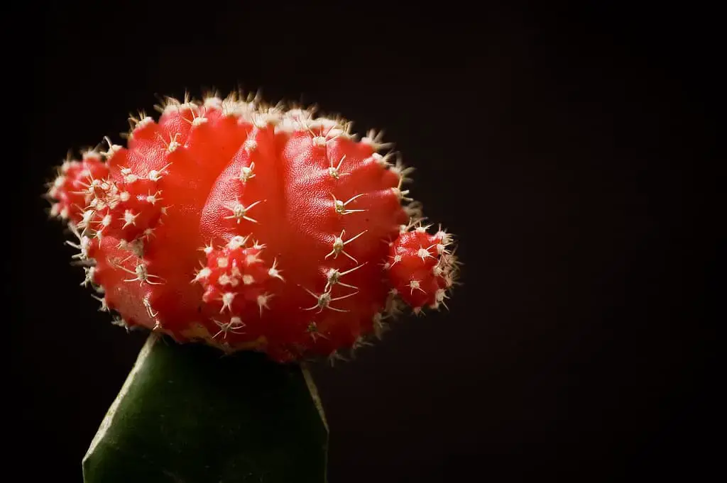 How To Care For Moon Cactus The Green Experiment Company