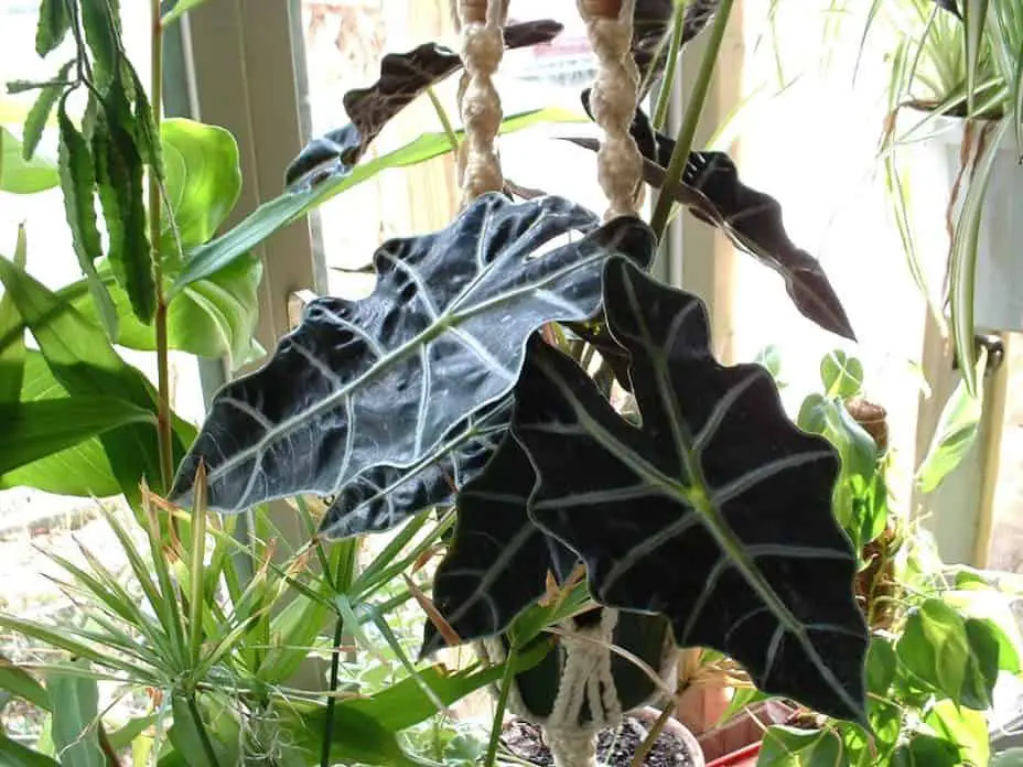 How To Care For African Mask Plant The Green Experiment Company