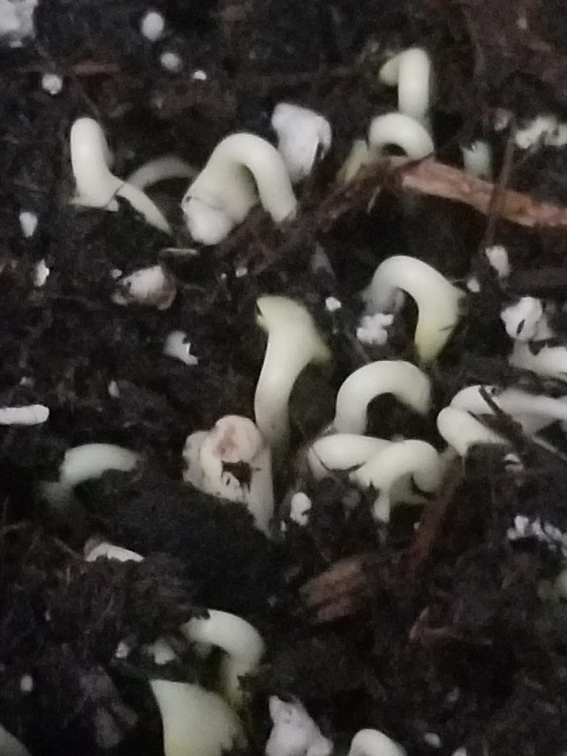 Growing Sunflower Microgreens An Illustrated Guide The Green