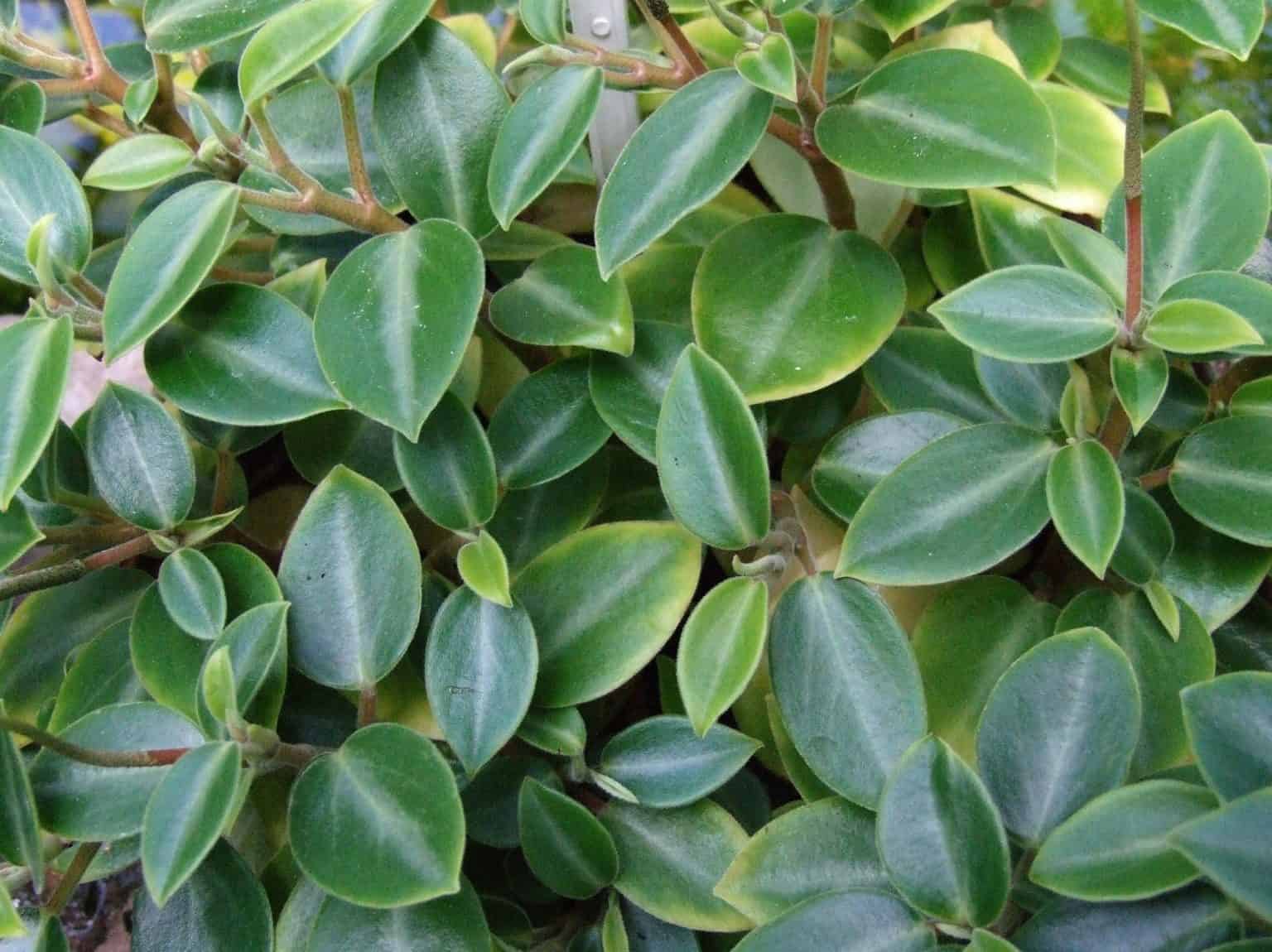 25 Types of Peperomia That Make Great Houseplants – The Green ...