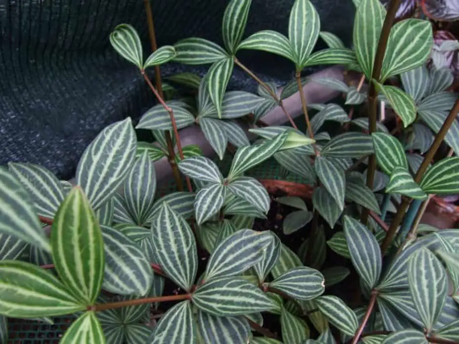 25 Types of Peperomia That Make Great Houseplants The Green