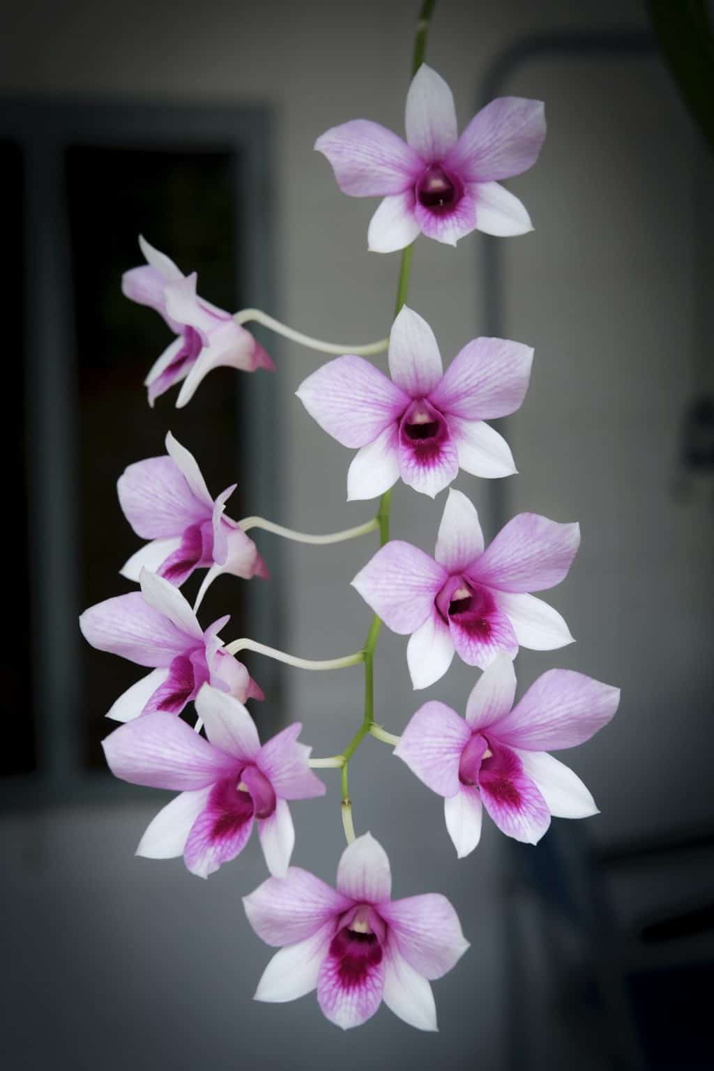 How To Rebloom Orchids – The Green Experiment Company