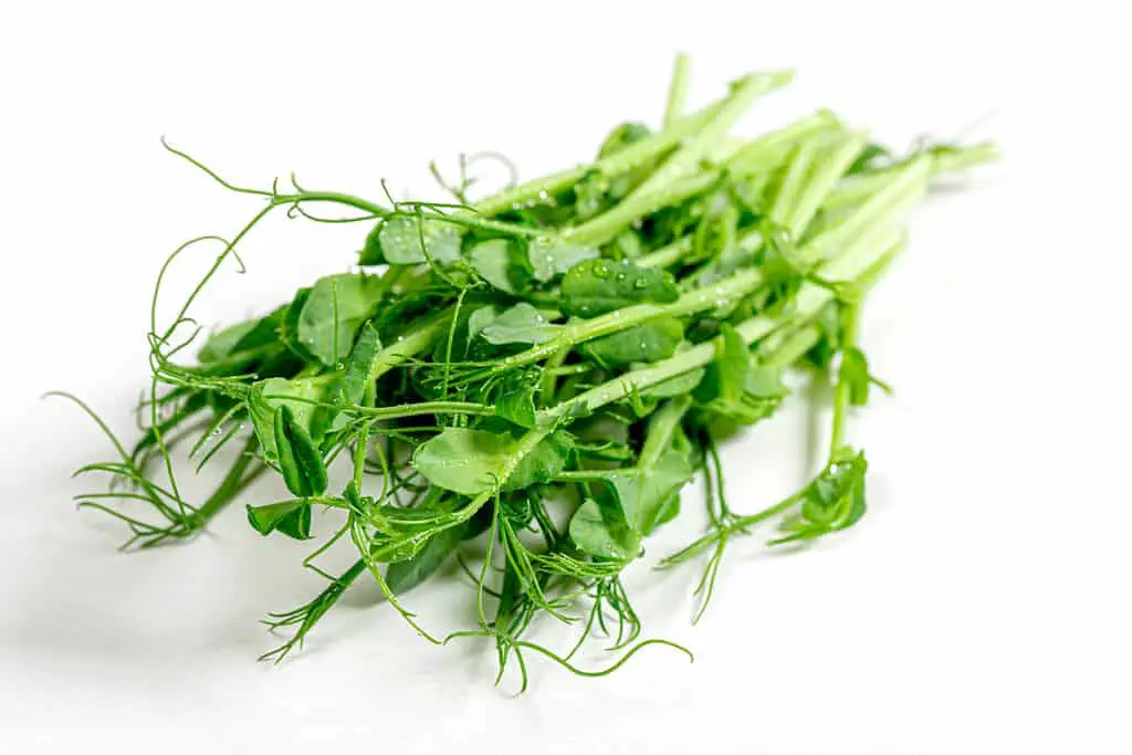 12 Ways To Use Microgreens – The Green Experiment Company