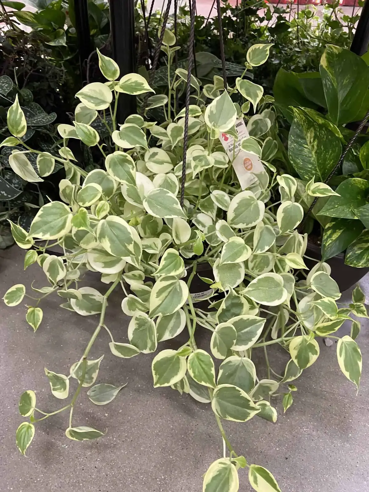 25 Types Of Peperomia That Make Great Houseplants The Green Experiment Company