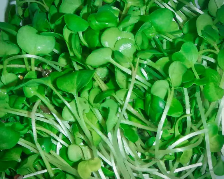 Top 5 FastestGrowing Microgreens The Green Experiment Company