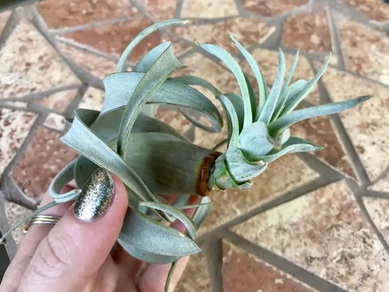 How To Care For Tillandsia xerographica The Green Experiment Company