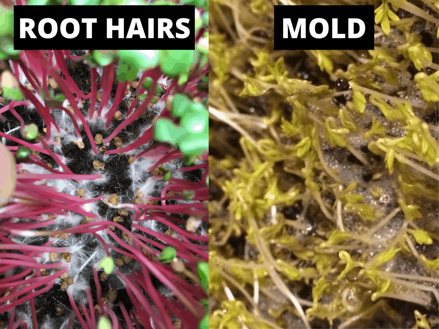 What Is That White Stuff On My Microgreens? Root Hairs vs Mold The