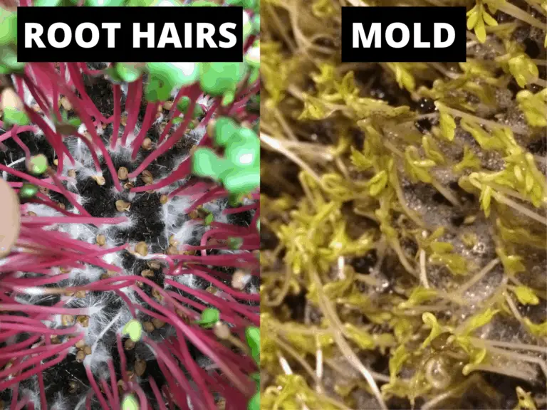 What Are Root Hairs