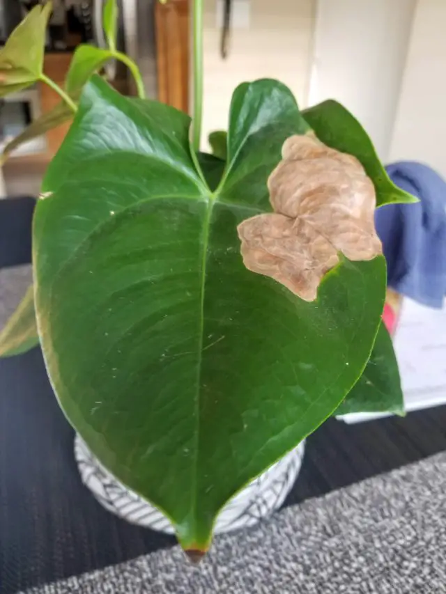 How To Make Your Anthurium Bloom Again The Green Experiment Company