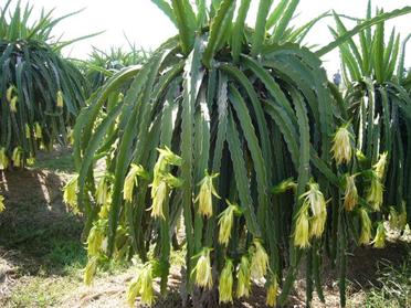 growing dragon fruit pots