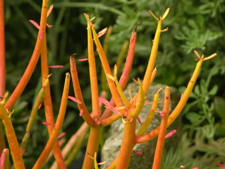 Firestick Plant Care How To Care For Euphorbia tirucalli ‘Rosea