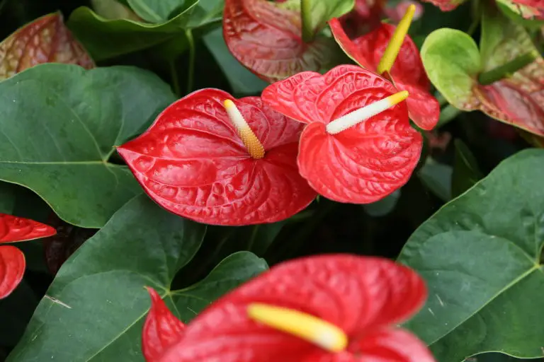 How To Make Your Anthurium Bloom Again The Green Experiment Company