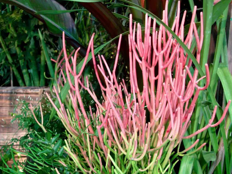 Firestick Plant Care How To Care For Euphorbia tirucalli ‘Rosea