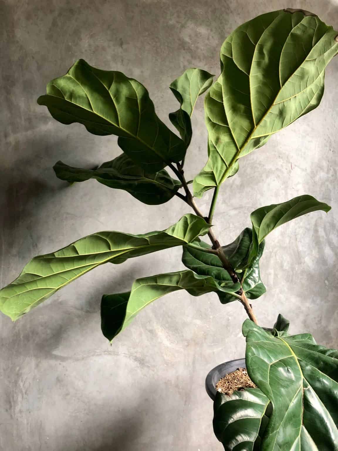 How To Care For Fiddle Leaf Fig The Green Experiment Company