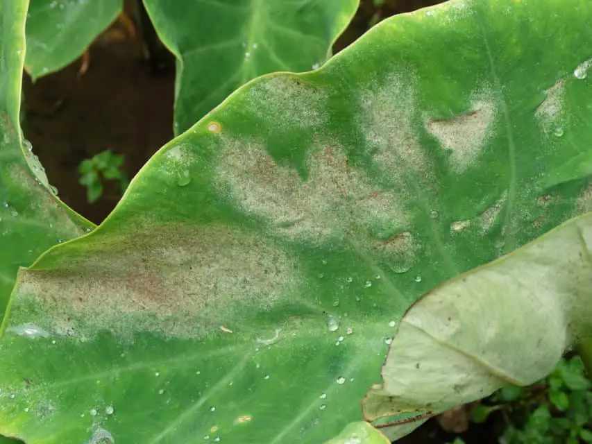 How To Care For Fiddle Leaf Fig The Green Experiment Company