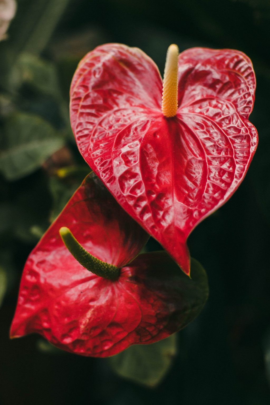 How To Make Your Anthurium Bloom Again The Green Experiment Company